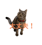 猫のぷく2（個別スタンプ：22）