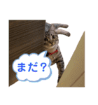 猫のぷく2（個別スタンプ：23）