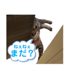 猫のぷく2（個別スタンプ：24）