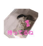 猫のぷく2（個別スタンプ：25）
