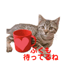 猫のぷく2（個別スタンプ：26）