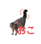 猫のぷく2（個別スタンプ：29）