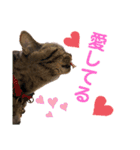 猫のぷく2（個別スタンプ：34）