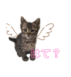 猫のぷく2（個別スタンプ：35）