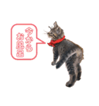 猫のぷく2（個別スタンプ：37）