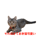 猫のぷく2（個別スタンプ：38）