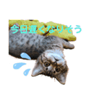 猫のぷく2（個別スタンプ：39）