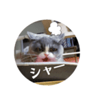 はちわれぶりしょのスタンプ（個別スタンプ：3）
