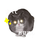 はちわれぶりしょのスタンプ（個別スタンプ：4）