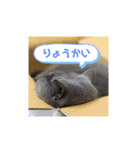 はちわれぶりしょのスタンプ（個別スタンプ：7）