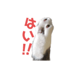 はちわれぶりしょのスタンプ（個別スタンプ：9）