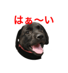 黒ラブまりちゃん（個別スタンプ：1）
