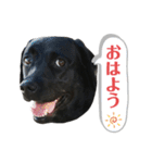 黒ラブまりちゃん（個別スタンプ：2）