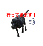黒ラブまりちゃん（個別スタンプ：4）