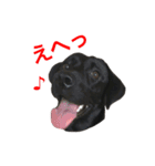 黒ラブまりちゃん（個別スタンプ：5）