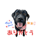 黒ラブまりちゃん（個別スタンプ：6）