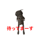 黒ラブまりちゃん（個別スタンプ：7）