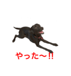 黒ラブまりちゃん（個別スタンプ：9）