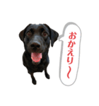 黒ラブまりちゃん（個別スタンプ：10）