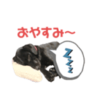 黒ラブまりちゃん（個別スタンプ：12）