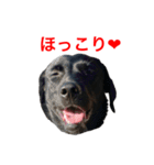 黒ラブまりちゃん（個別スタンプ：13）