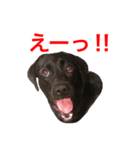 黒ラブまりちゃん（個別スタンプ：15）