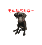 黒ラブまりちゃん（個別スタンプ：16）