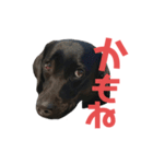 黒ラブまりちゃん（個別スタンプ：18）
