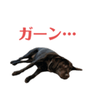 黒ラブまりちゃん（個別スタンプ：20）