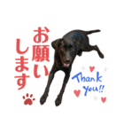 黒ラブまりちゃん（個別スタンプ：24）