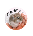 ぼひたんwithぽんたま（個別スタンプ：6）