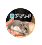 ぼひたんwithぽんたま（個別スタンプ：8）