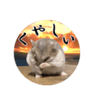ぼひたんwithぽんたま（個別スタンプ：9）