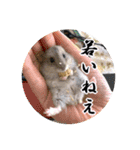 ぼひたんwithぽんたま（個別スタンプ：10）