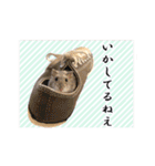 ぼひたんwithぽんたま（個別スタンプ：11）