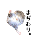 ぼひたんwithぽんたま（個別スタンプ：13）