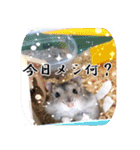 ぼひたんwithぽんたま（個別スタンプ：17）