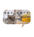 ぼひたんwithぽんたま（個別スタンプ：18）
