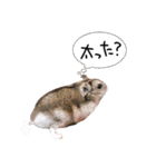 ぼひたんwithぽんたま（個別スタンプ：20）