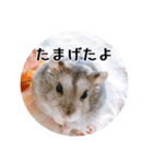 ぼひたんwithぽんたま（個別スタンプ：21）