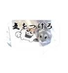 ぼひたんwithぽんたま（個別スタンプ：23）