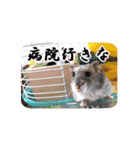 ぼひたんwithぽんたま（個別スタンプ：24）
