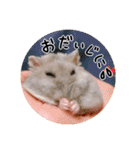 ぼひたんwithぽんたま（個別スタンプ：25）