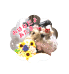 ぼひたんwithぽんたま（個別スタンプ：27）