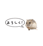 ぼひたんwithぽんたま（個別スタンプ：28）