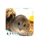 ぼひたんwithぽんたま（個別スタンプ：29）