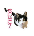 ビビ＆カカ 3（個別スタンプ：2）