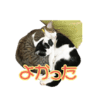 ビビ＆カカ 3（個別スタンプ：6）