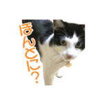 ビビ＆カカ 3（個別スタンプ：10）