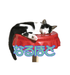ビビ＆カカ 3（個別スタンプ：13）